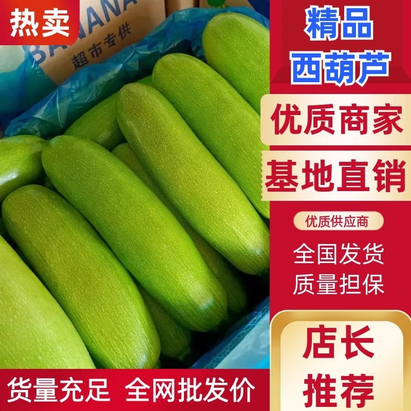 【热卖】法拉利西葫芦绿皮西葫芦日出货十万斤一手货源保质保量