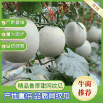 海阳网纹瓜鲁厚甜网纹瓜玫珑瓜超甜哈密瓜水果蜜瓜登州蜜瓜
