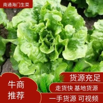生菜南通精品叶菜量大从优欢迎订购质量保证