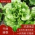 生菜南通精品叶菜量大从优欢迎订购质量保证