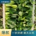 江苏南通精品青菜小油菜产地直发一手货源可视频看货
