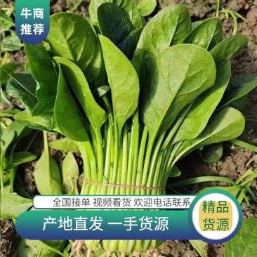 菠菜基地南通产区量大优惠可视频看货欢迎订购