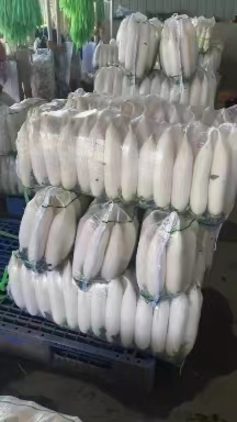 白萝卜质量保障诚信经营视频看货基地直发量大从优欢迎来电