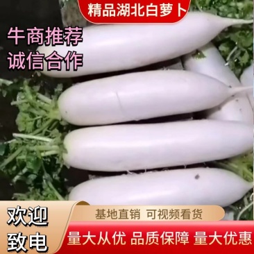 白萝卜质量保障诚信经营视频看货基地直发量大从优欢迎来电