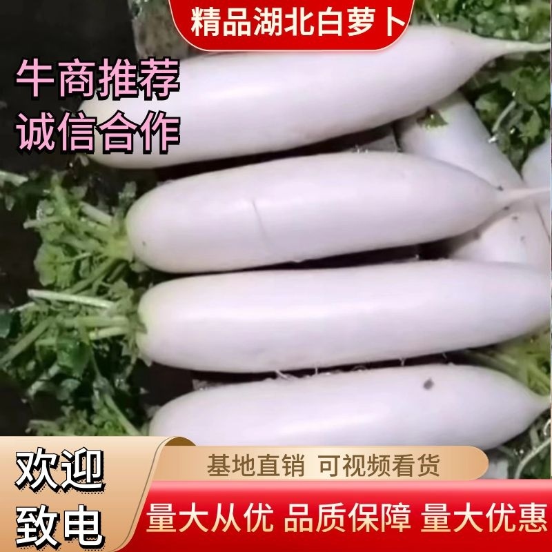 白萝卜质量保障诚信经营视频看货基地直发量大从优欢迎来电
