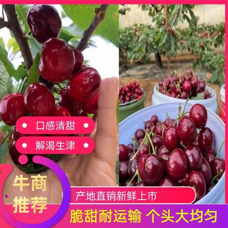 【套袋】天水胜利樱桃，货源充足，品种丰富，供应电商