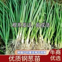 【推荐】优质钢葱苗常年供用基地种植户诚信为本，