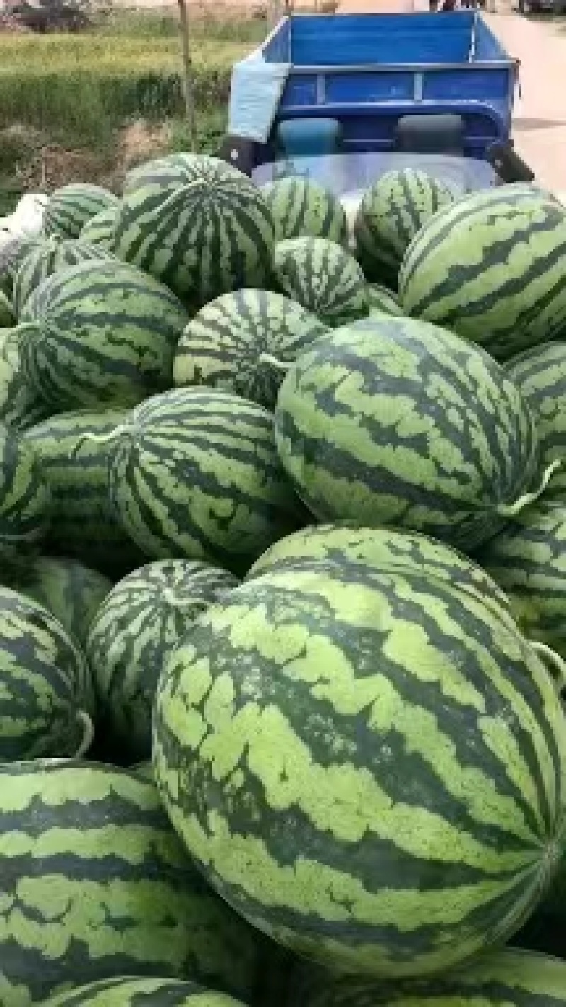 精品甜王西瓜辽宁产地直发量大价优诚信经营欢迎考察