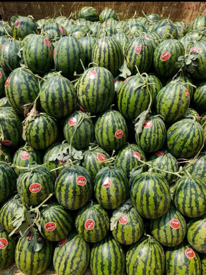 精品甜王西瓜辽宁产地直发量大价优诚信经营欢迎考察