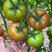 越夏番茄苗子耐热西红柿大红番茄种子抗病毒早熟抗死棵