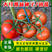 越夏番茄苗子耐热西红柿大红番茄种子抗病毒早熟抗死棵