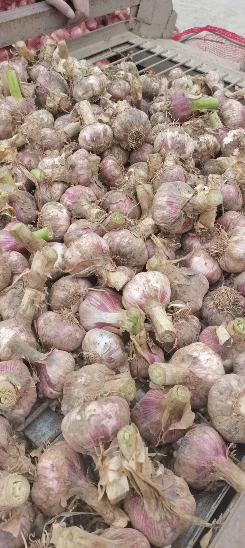 2022鲜紫皮蒜徐州丰县紫皮大蒜现挖现发可腌糖醋蒜新鲜蔬菜