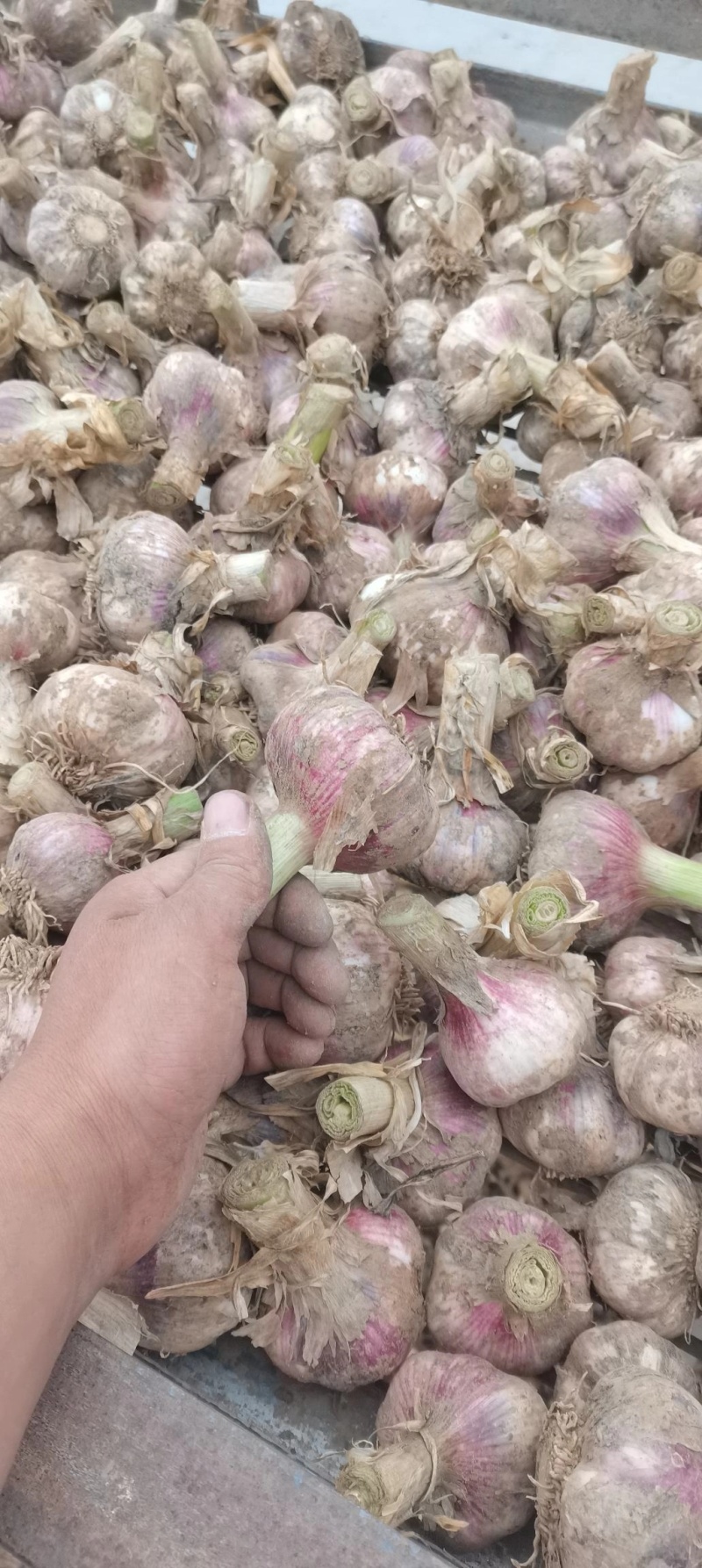 2022鲜紫皮蒜徐州丰县紫皮大蒜现挖现发可腌糖醋蒜新鲜蔬菜