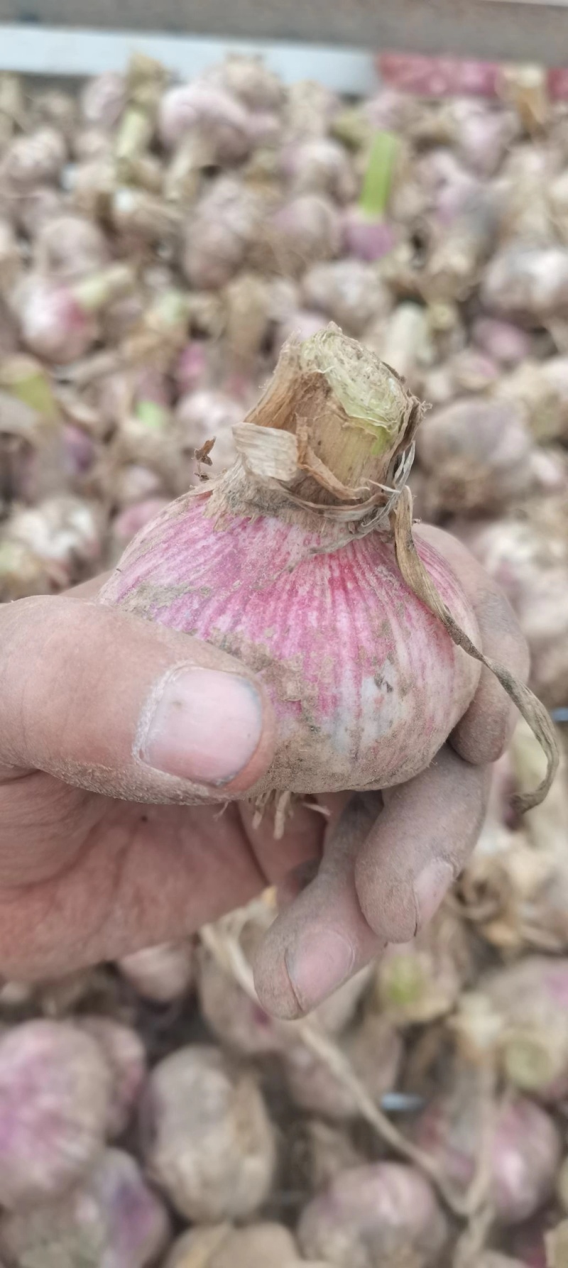 2022鲜紫皮蒜徐州丰县紫皮大蒜现挖现发可腌糖醋蒜新鲜蔬菜
