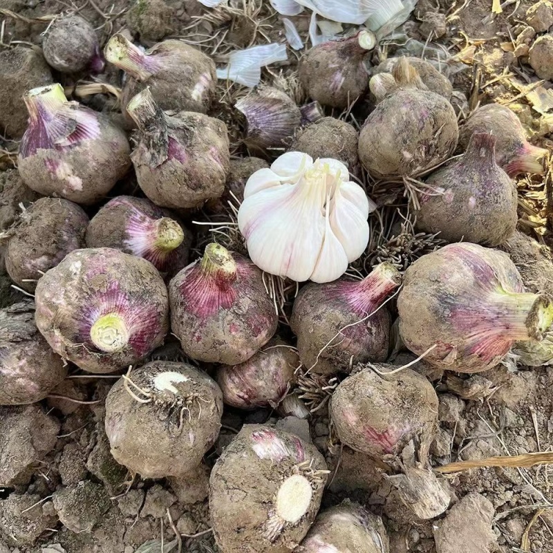 2022鲜紫皮蒜徐州丰县紫皮大蒜现挖现发可腌糖醋蒜新鲜蔬菜