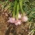 2022鲜紫皮蒜徐州丰县紫皮大蒜现挖现发可腌糖醋蒜新鲜蔬菜