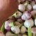2022鲜紫皮蒜徐州丰县紫皮大蒜现挖现发可腌糖醋蒜新鲜蔬菜