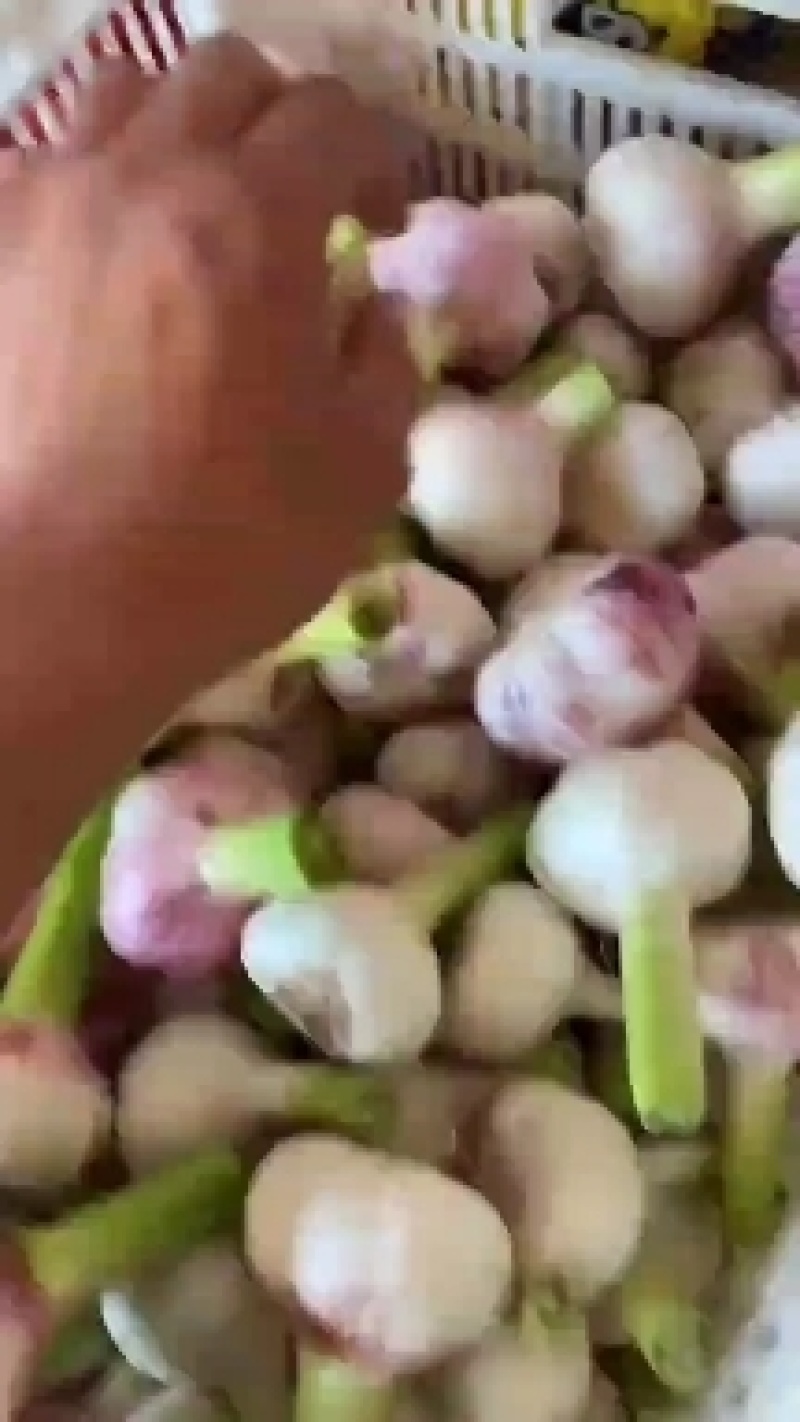 2022鲜紫皮蒜徐州丰县紫皮大蒜现挖现发可腌糖醋蒜新鲜蔬菜
