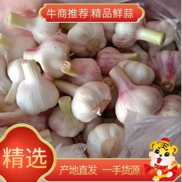 2022鲜紫皮蒜徐州丰县紫皮大蒜现挖现发可腌糖醋蒜新鲜蔬菜