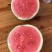 湖北甘美4k西瓜皮薄肉甜量大从优视频看货诚信合作