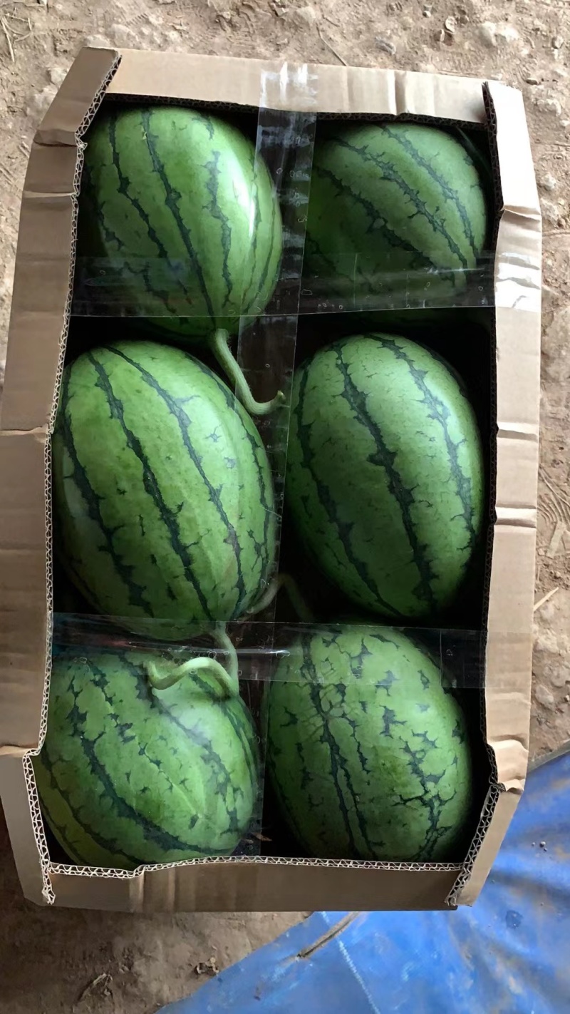 湖北甘美4k西瓜皮薄肉甜量大从优视频看货诚信合作