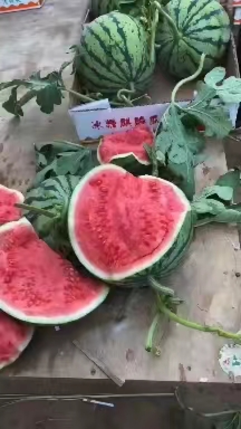 河南夏邑西瓜美都西瓜大量上市，皮薄脆甜，诚信报价