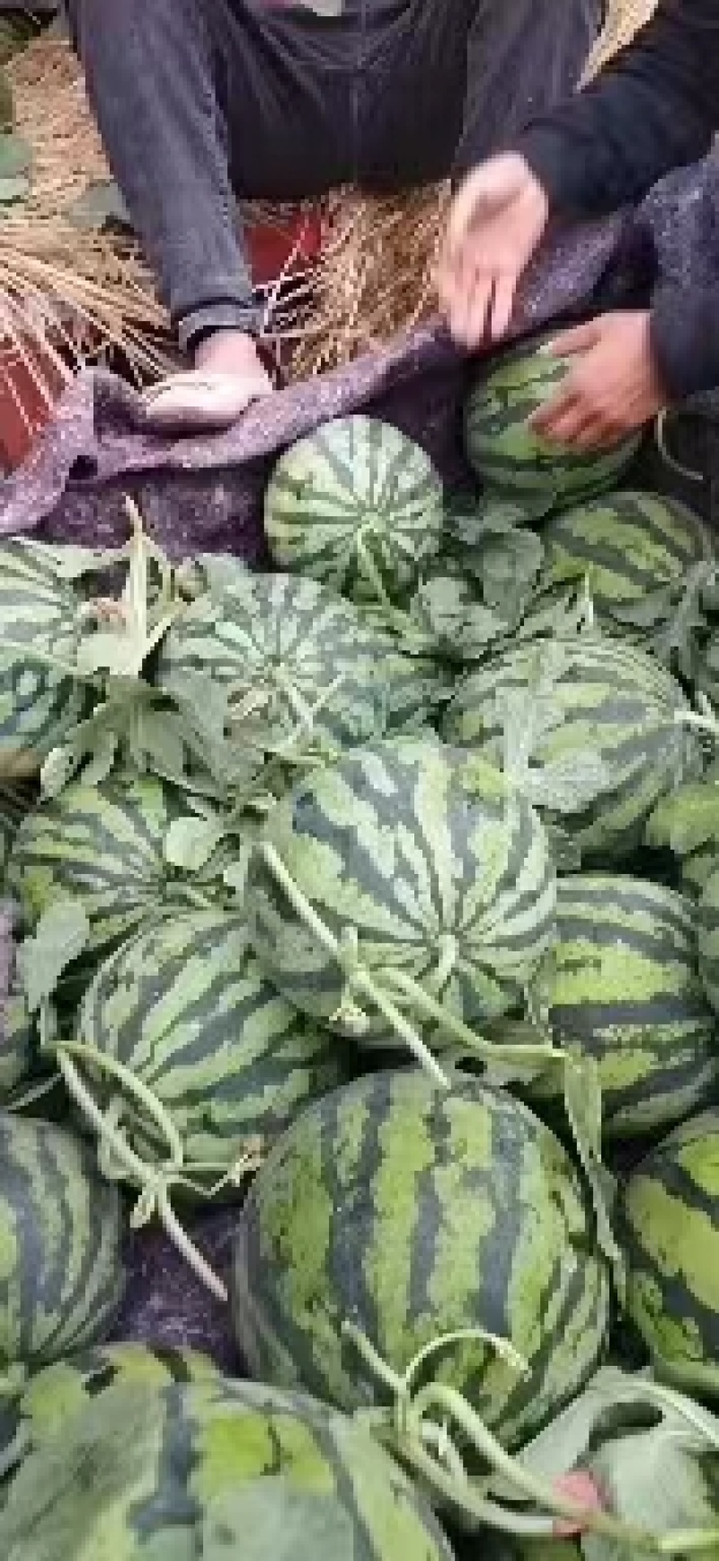 河南夏邑西瓜美都西瓜大量上市，皮薄脆甜，诚信报价