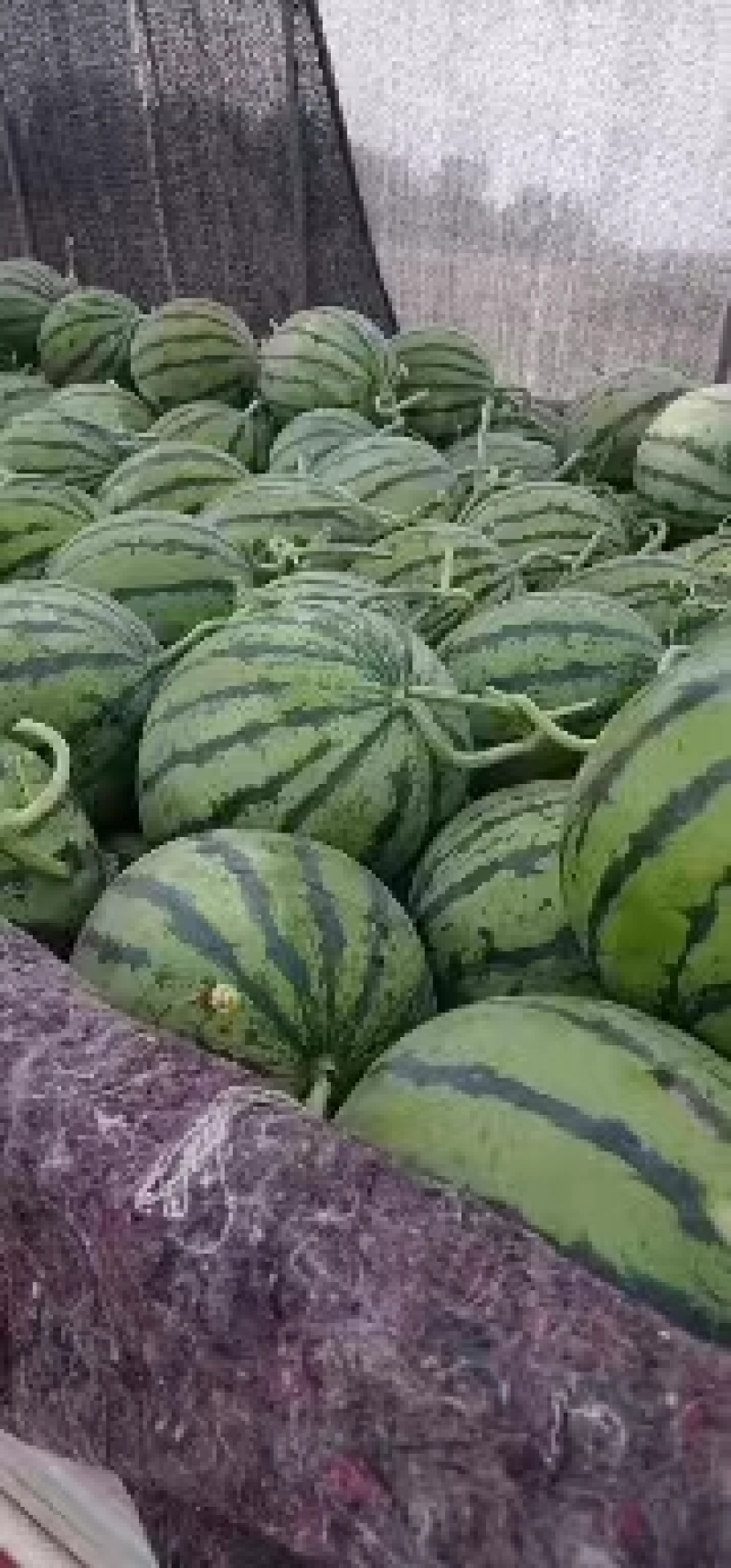 河南夏邑西瓜美都西瓜大量上市，皮薄脆甜，诚信报价