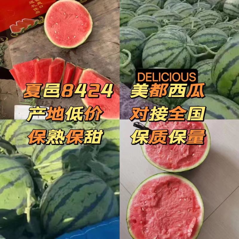 河南夏邑西瓜美都西瓜大量上市，皮薄脆甜，诚信报价