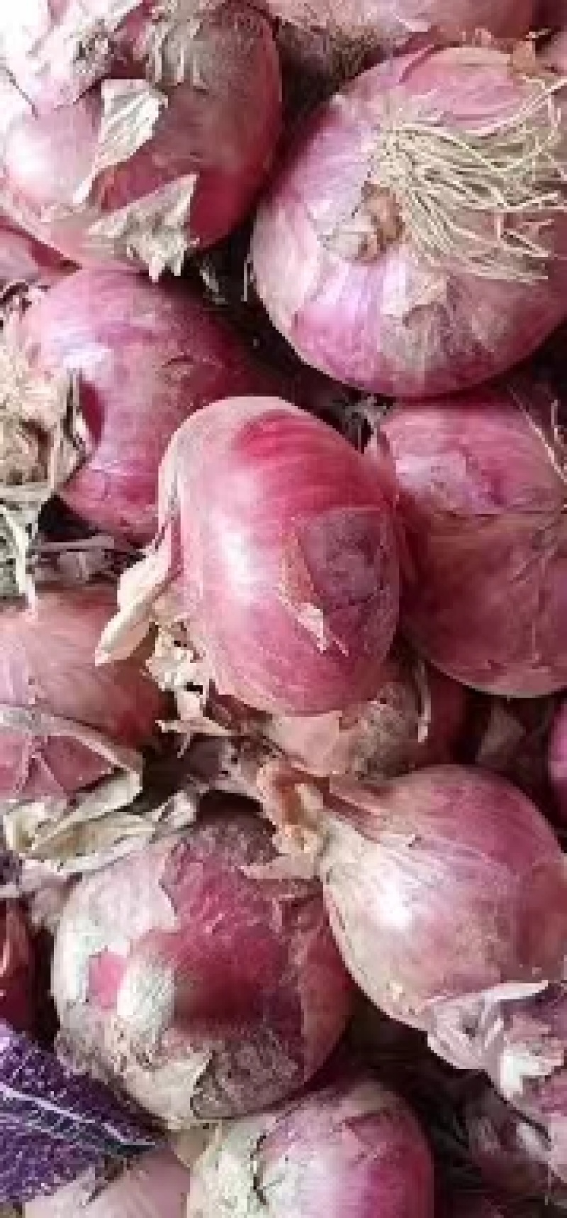 【品质优选】山东红皮洋葱，新鲜上市，现挖现发，质量保证