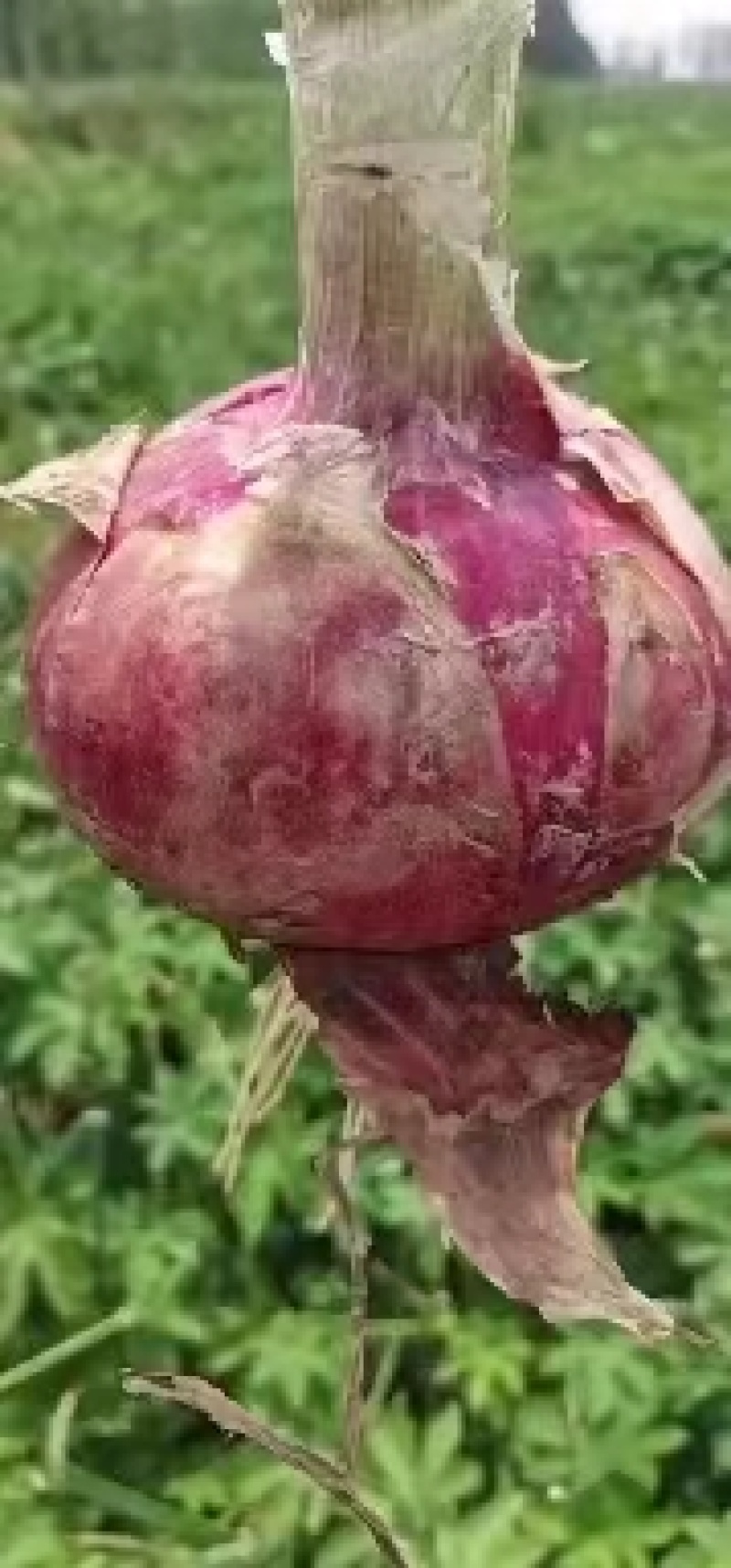 【品质优选】山东红皮洋葱，新鲜上市，现挖现发，质量保证
