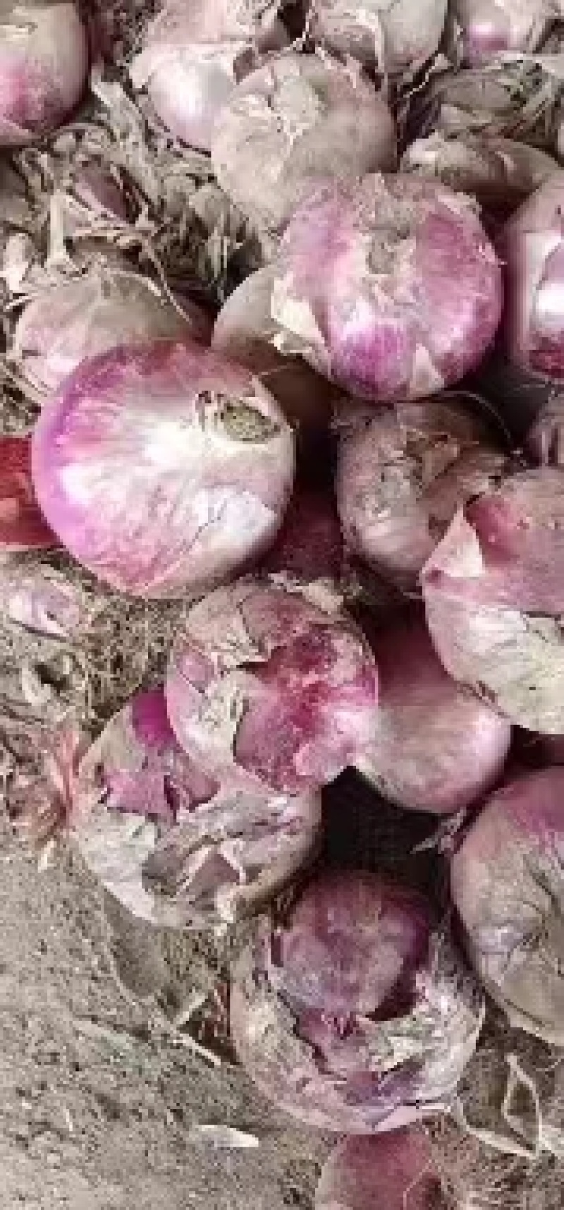 【品质优选】山东红皮洋葱，新鲜上市，现挖现发，质量保证