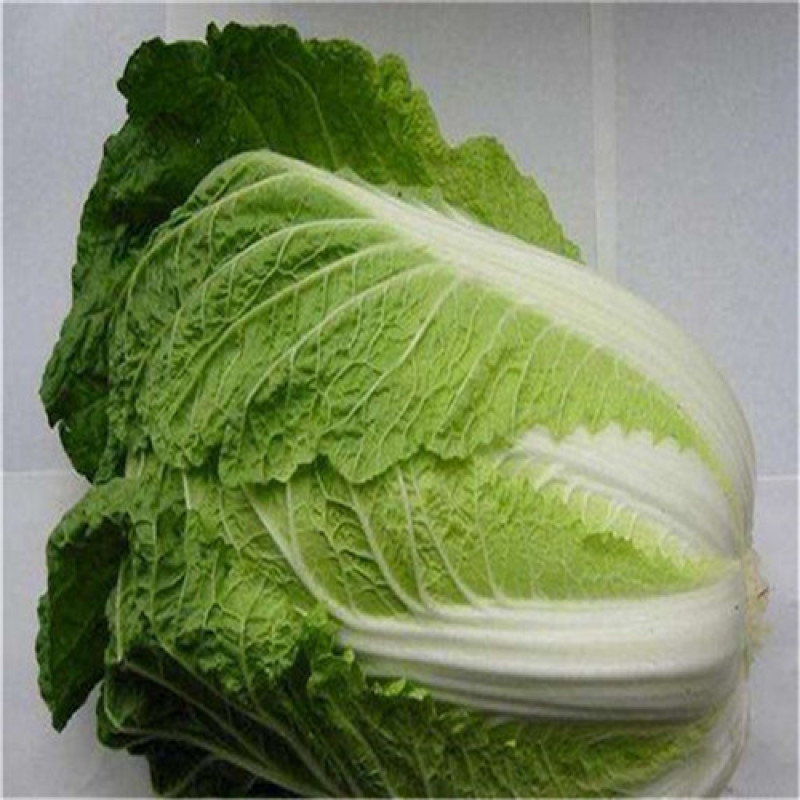 德高小康王白菜种子耐热35度田夏季早熟抗病高产大白菜种子