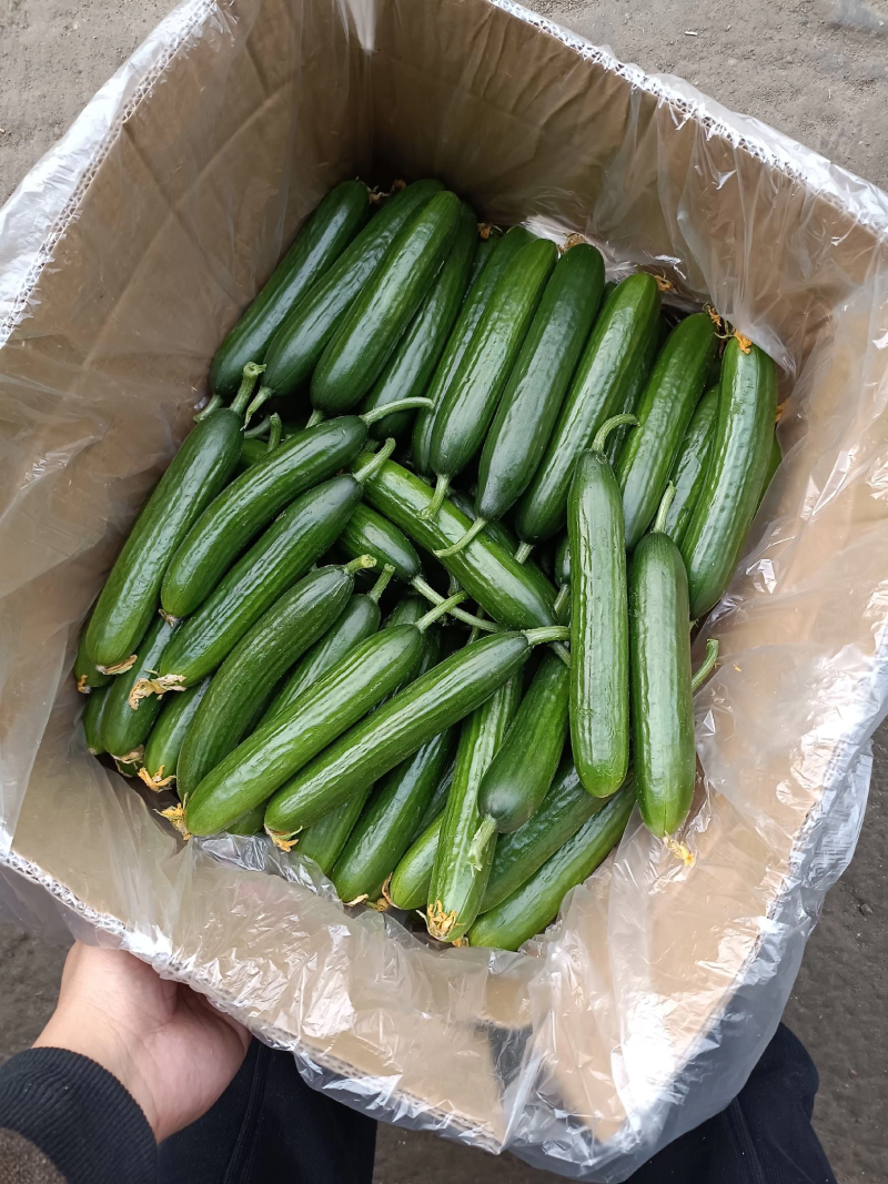 黄瓜精品小黄瓜一年四季都有新鲜现摘生吃小黄瓜