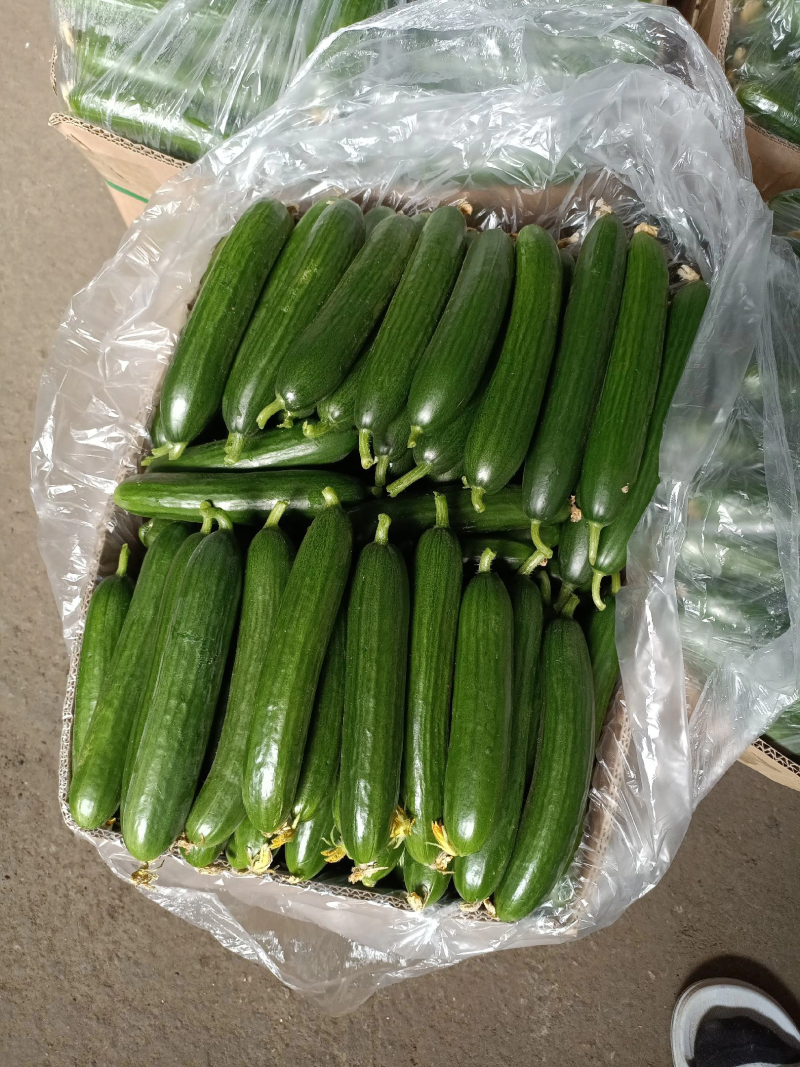 黄瓜精品小黄瓜一年四季都有新鲜现摘生吃小黄瓜