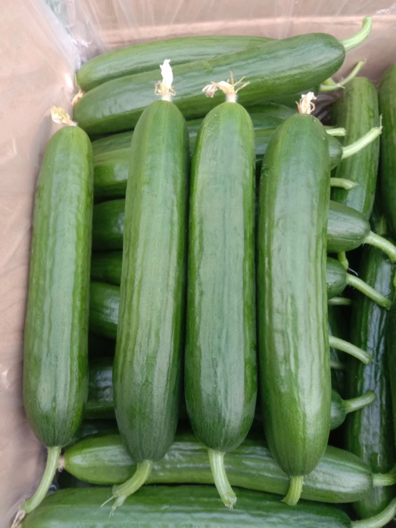 黄瓜精品小黄瓜一年四季都有新鲜现摘生吃小黄瓜