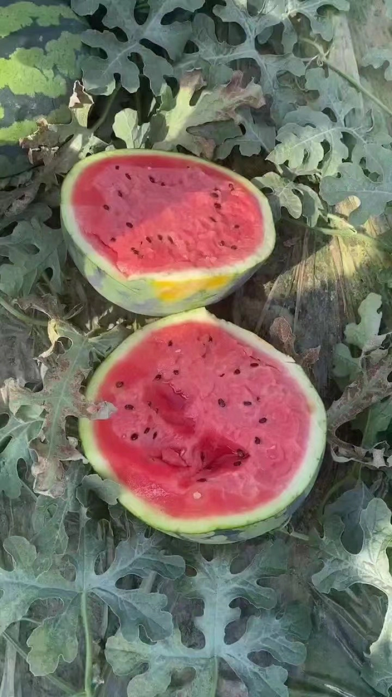 【热卖】甜王西瓜大量供应皮薄甜度高产地一手货源
