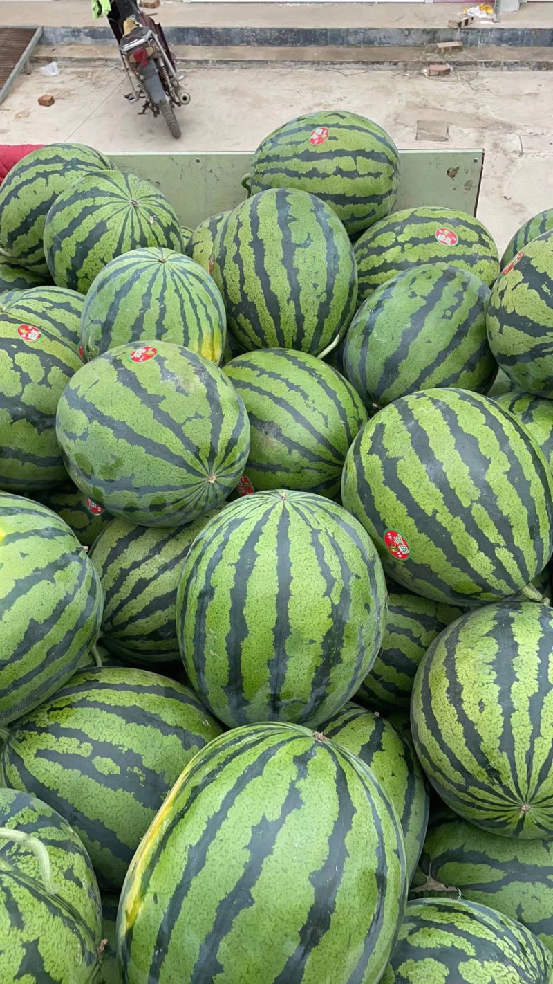 【热销】甜王西瓜6斤打底8成熟质量保证大量上市