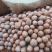 蜜本南瓜头茬千亩基地,工厂货电商货常年大量供应
