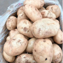 土豆新鲜货白心土豆批发精品土豆大量有货欢迎采购