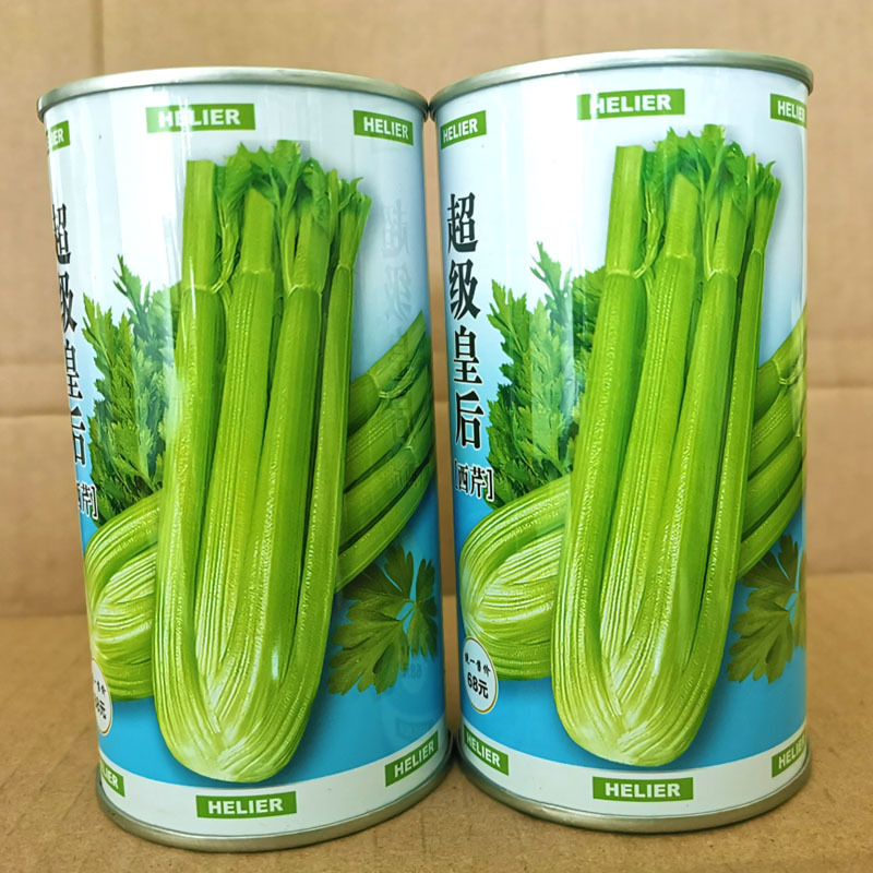 超级皇后西芹种子西芹种籽芹菜四季芹菜籽早熟抗病西芹菜