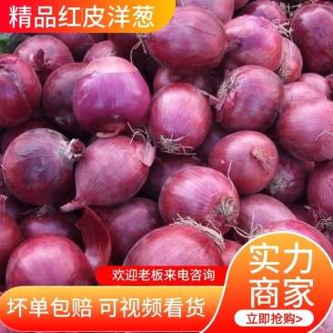 【洋葱】河南精品红皮洋葱产地直发颜色鲜亮全国发货