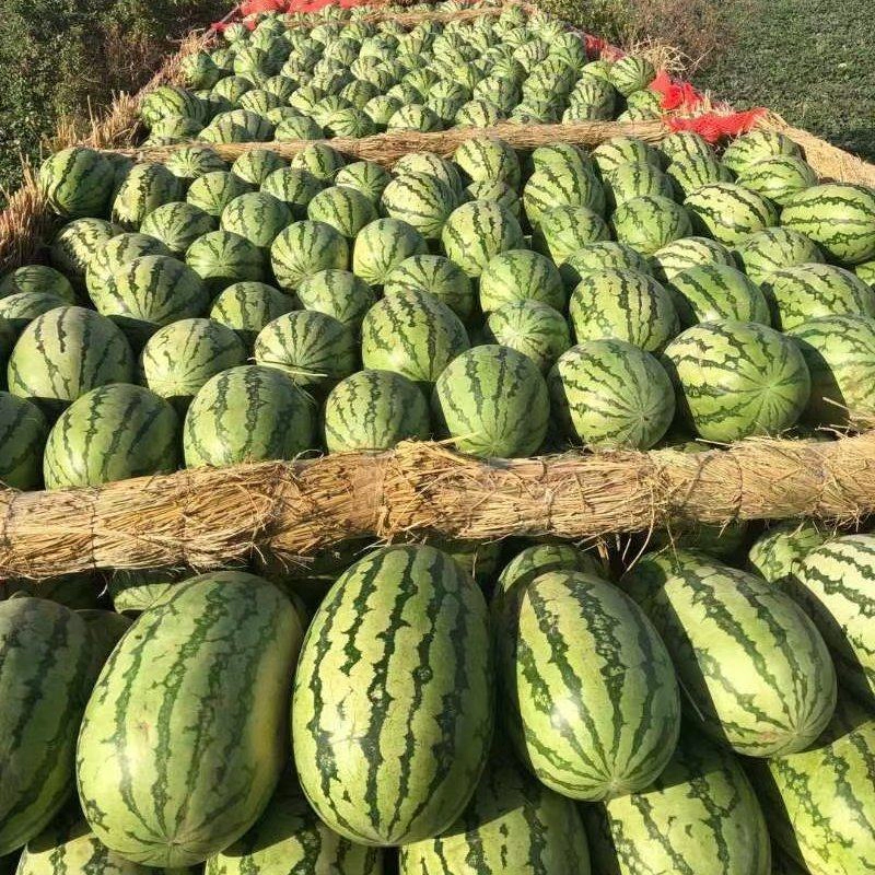 金城5号西瓜金城安农西瓜大量发货产地发货