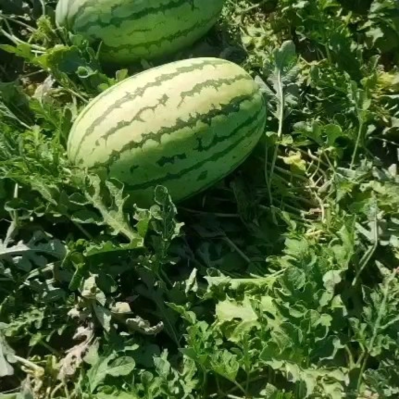 金城5号西瓜金城安农西瓜大量发货产地发货