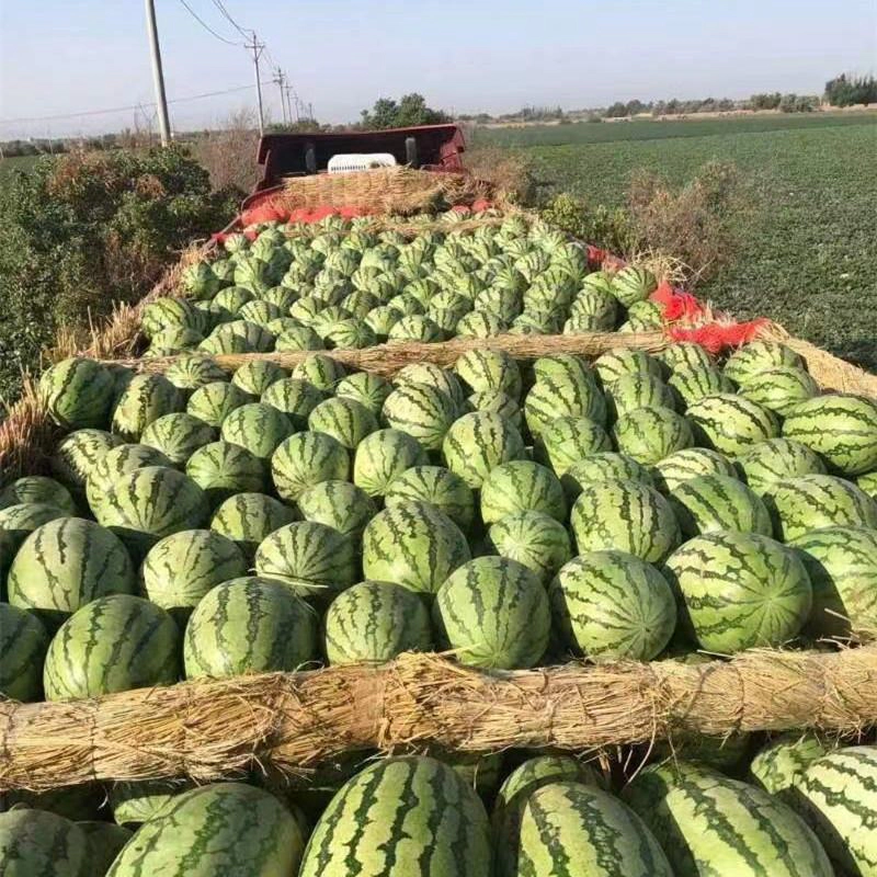 金城5号西瓜金城安农西瓜大量发货产地发货