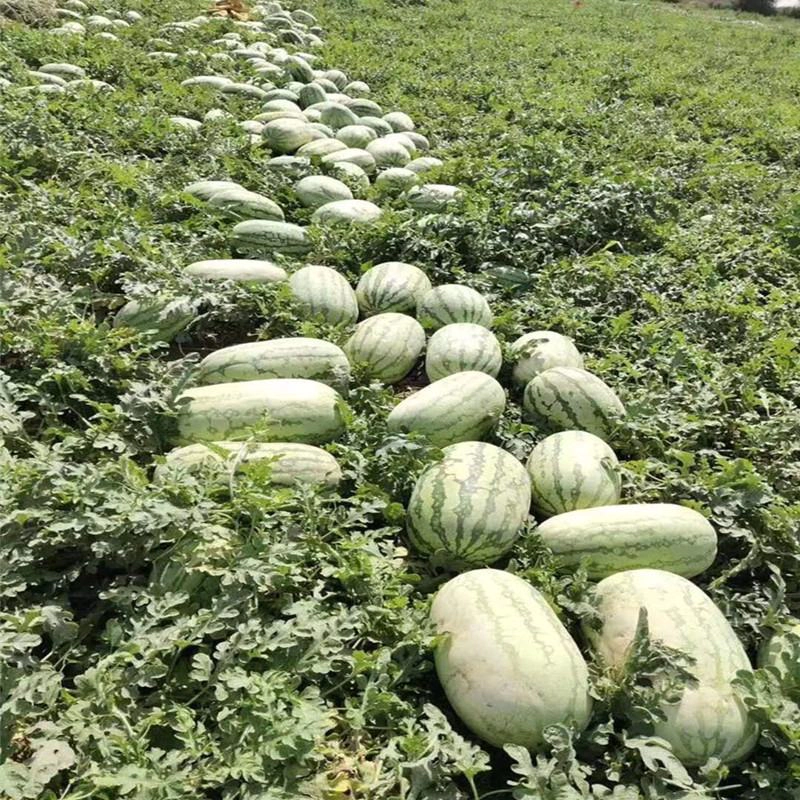 金城5号西瓜金城安农西瓜大量发货产地发货