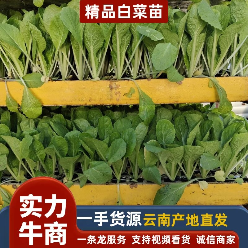 【精品货源】白菜苗品种好产量高，货源充足稳定，欢迎大家来选购