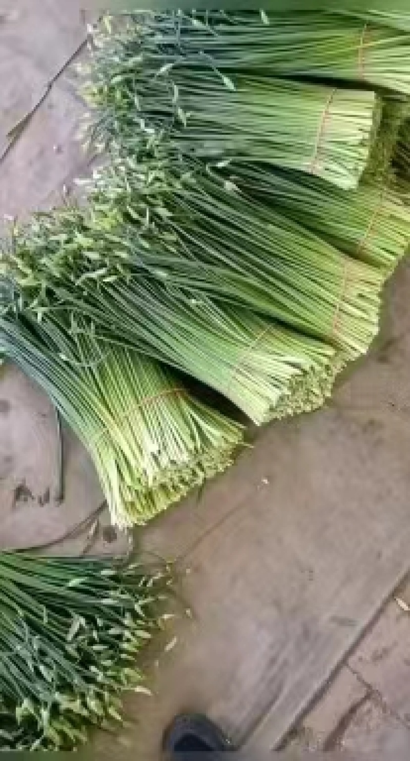 优质韭苔量大从优诚信经营一手货源视频看货基地直发欢迎来电