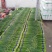 精品韭苔质量保障视频看货诚信合作一手货源基地直发欢迎来电