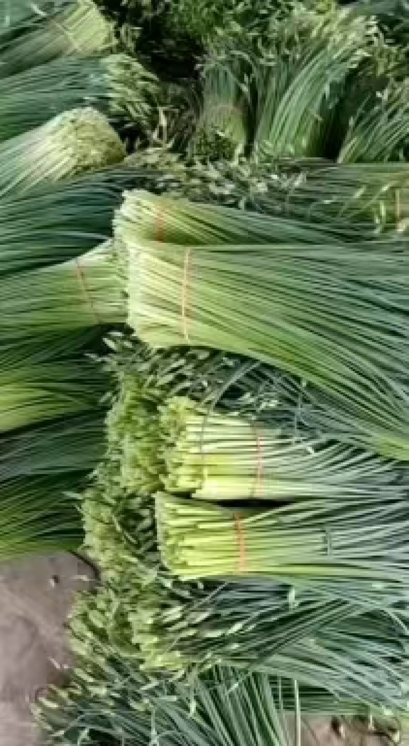 精品韭苔质量保障视频看货诚信合作一手货源基地直发欢迎来电